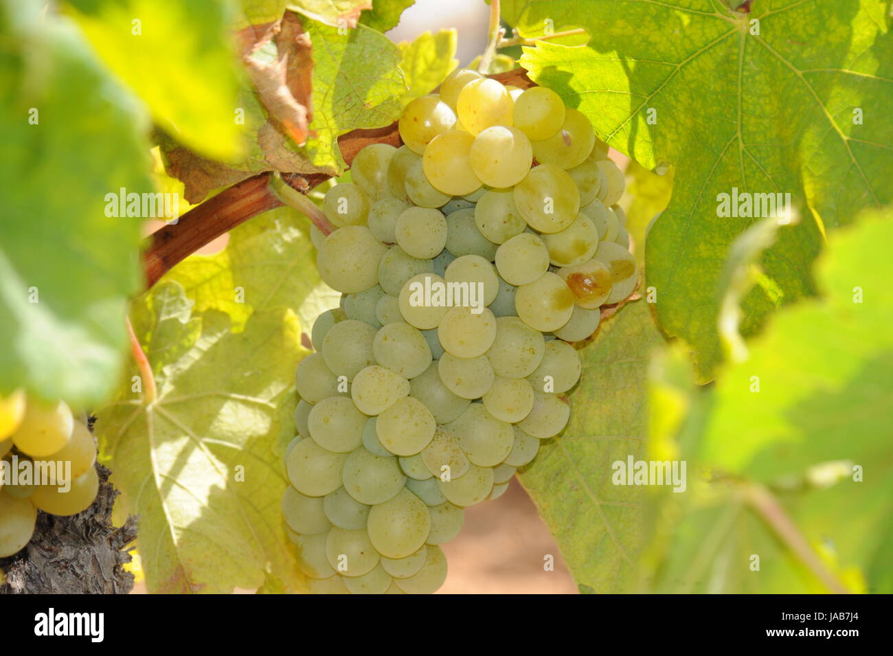 spain grapes Stock Photo Alamy