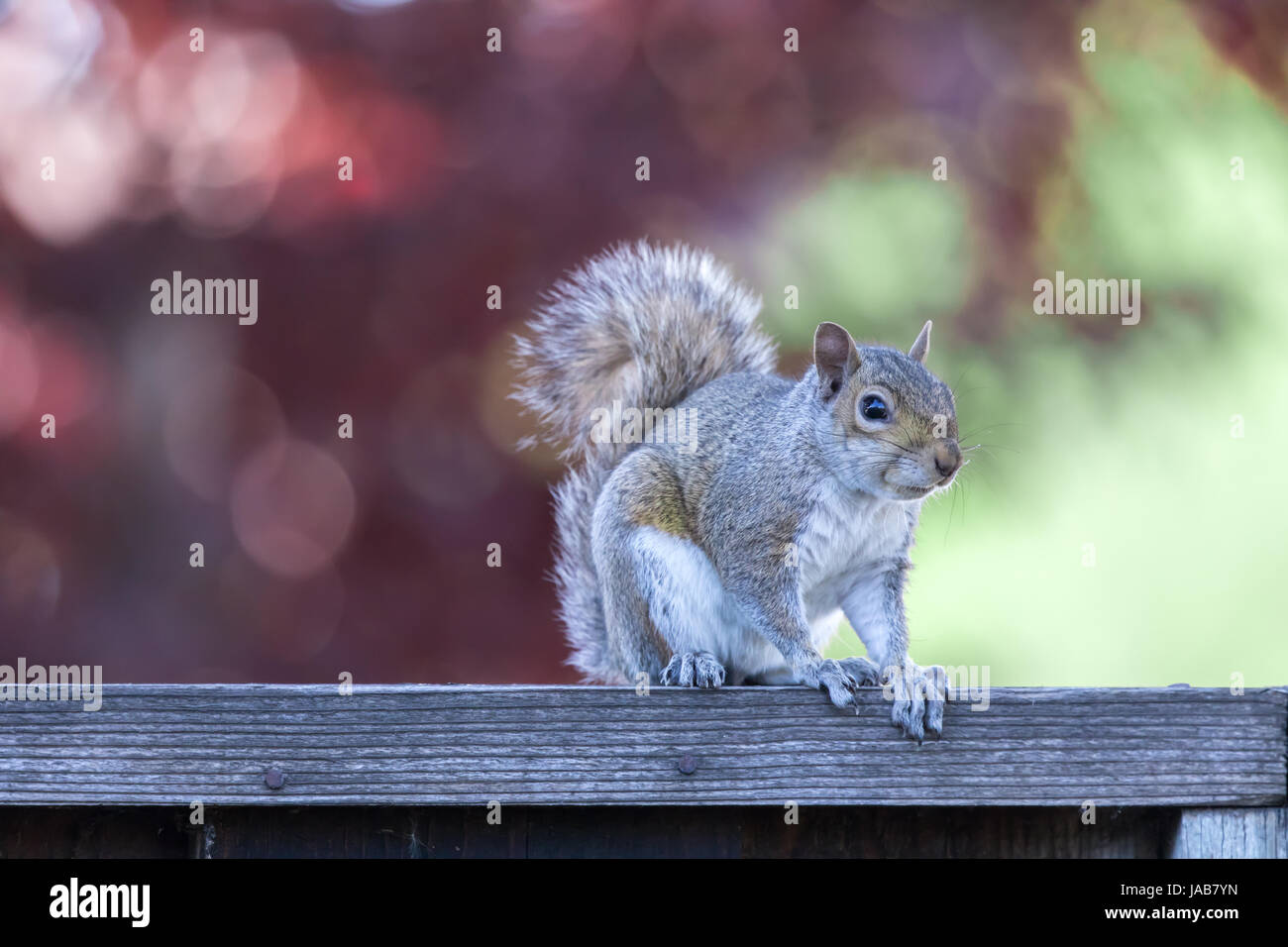 Eastern Gray Squirrel (sciurus carolinensis) posing on backyard fence with late afternoon natural lights. Stock Photo
