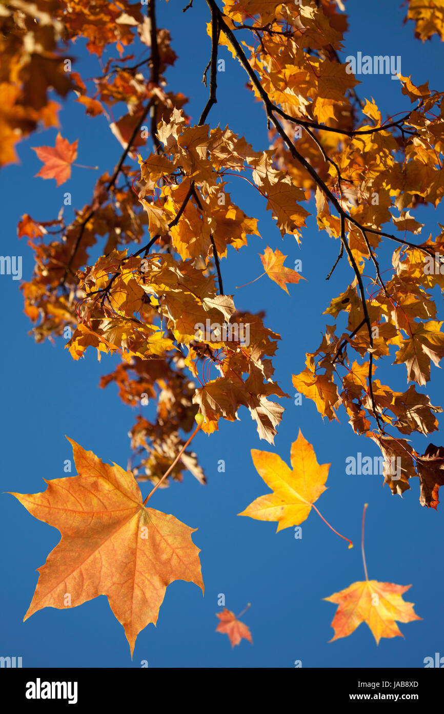 Autumn park trees with yellow leaves in the wood Stock Photo - Alamy