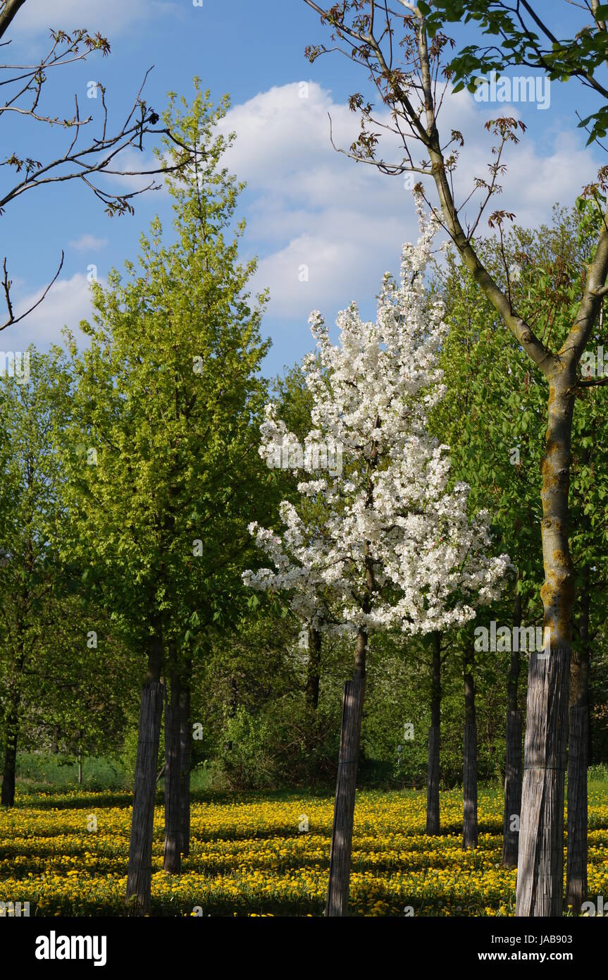 tree in spring Stock Photo - Alamy