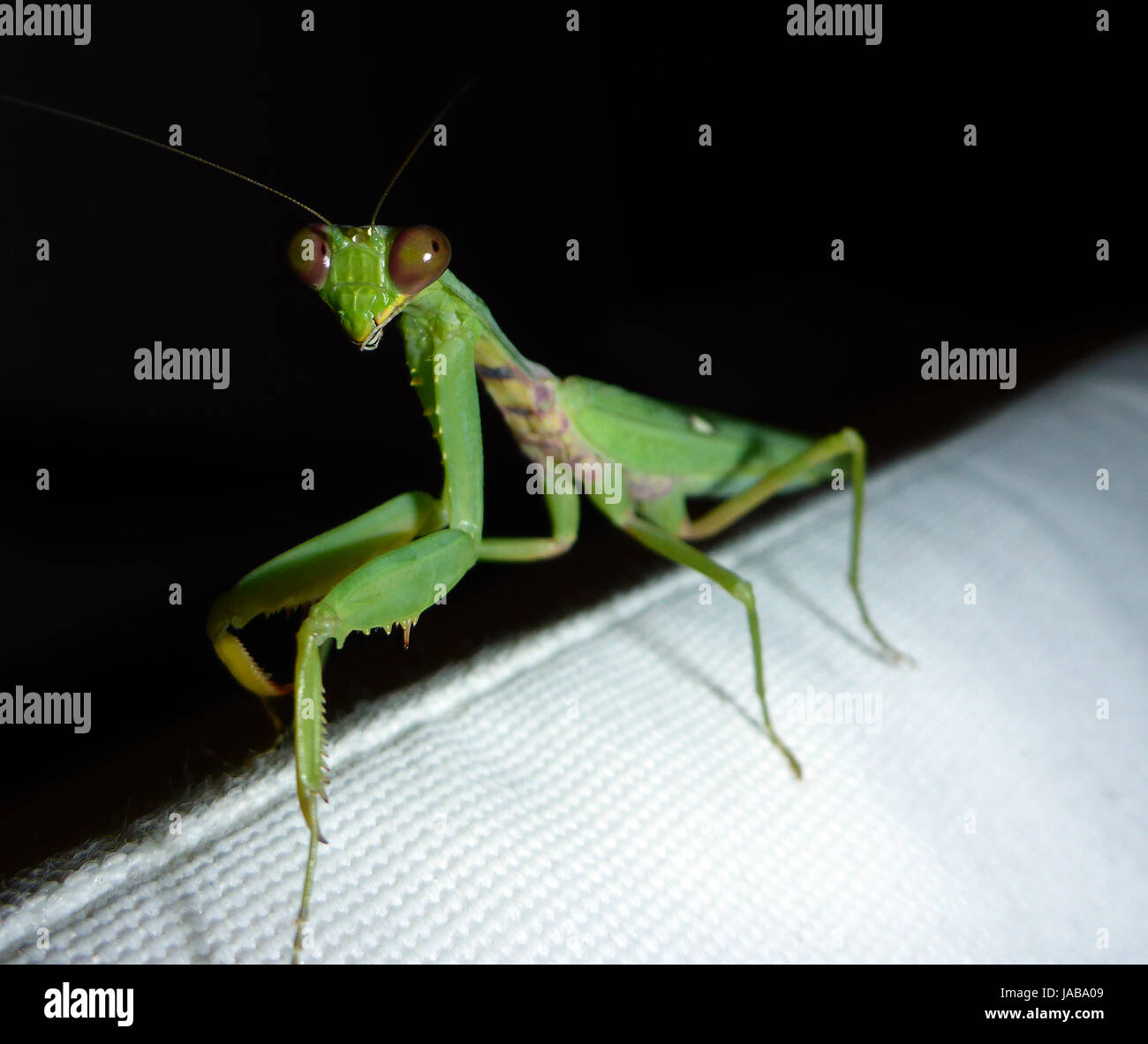 mantis (mantis) at night Stock Photo