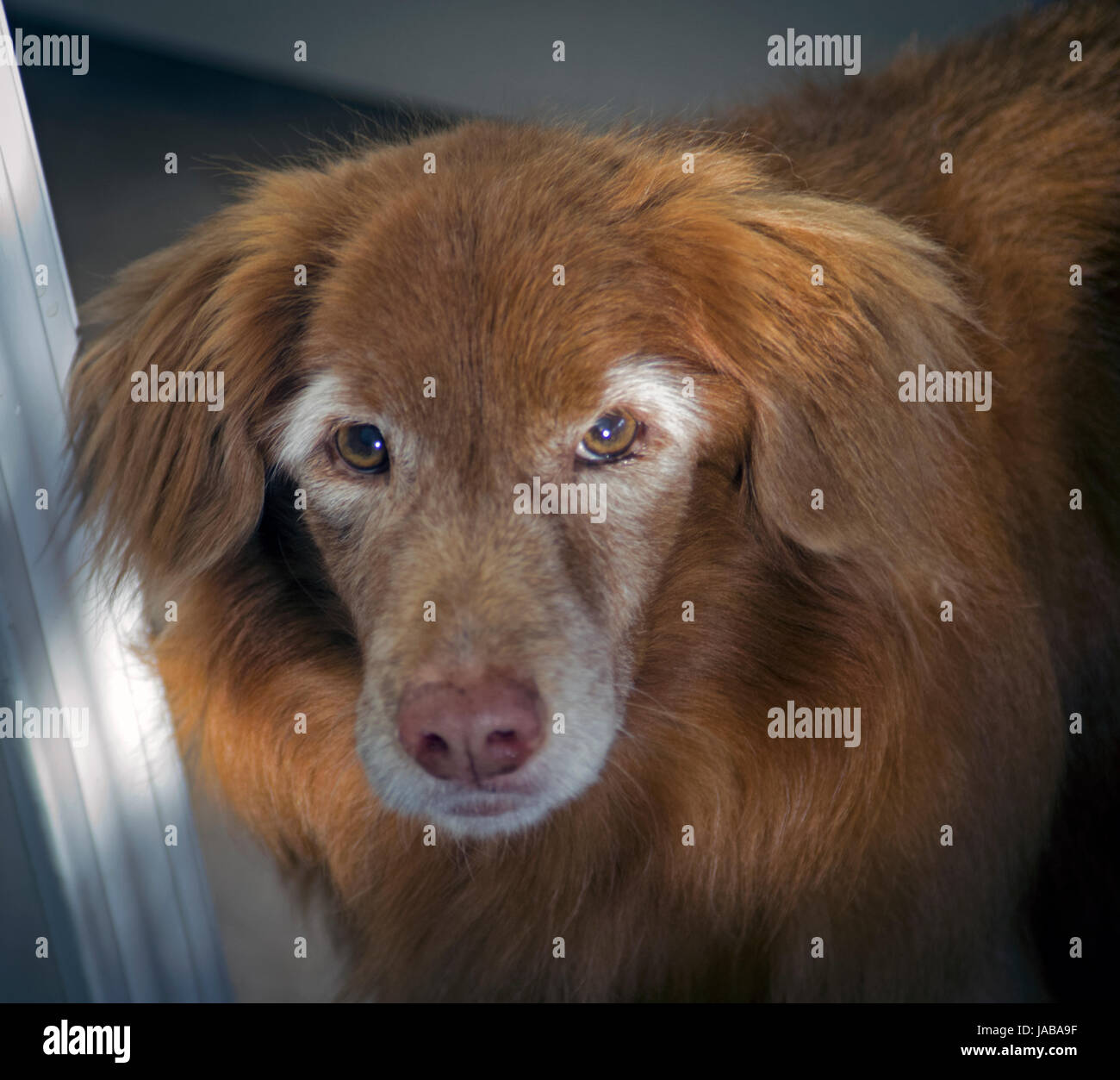 What Is The Number 1 Dog