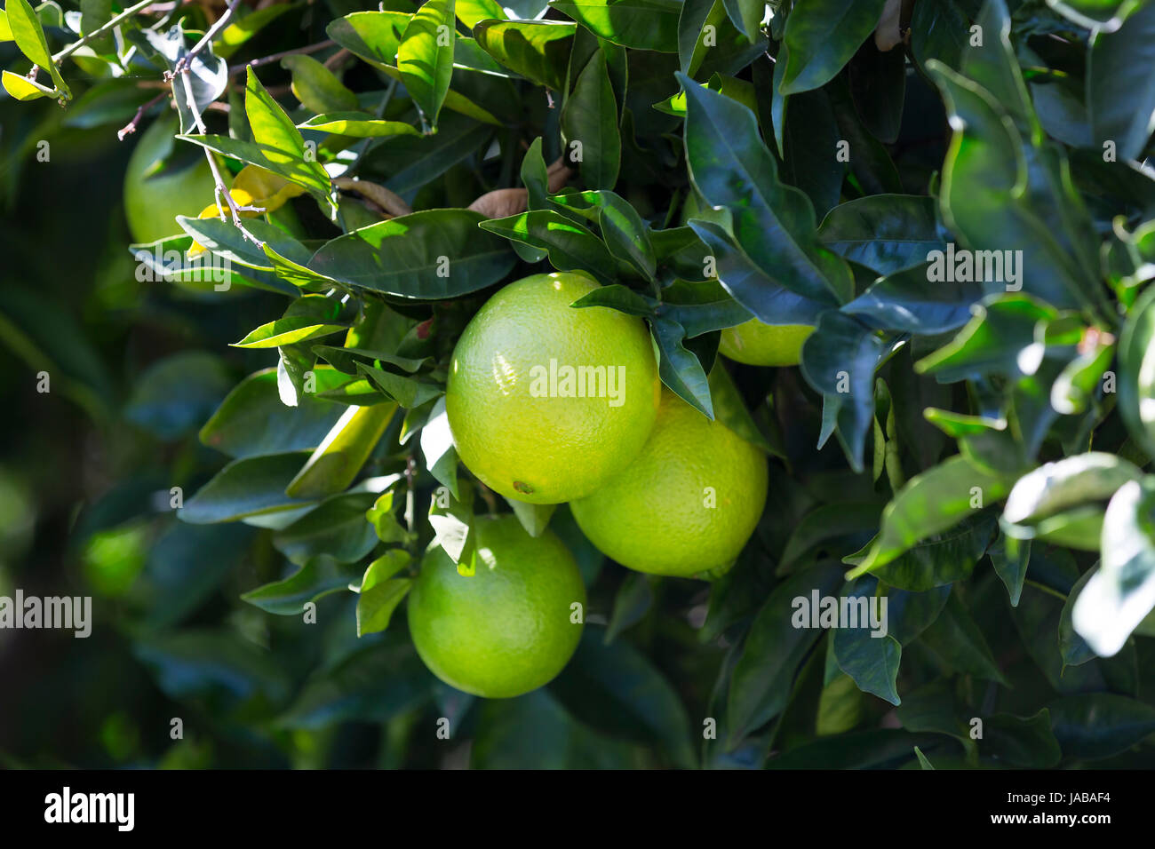 Orange tree with fruits ripen in the garden Stock Photo Alamy