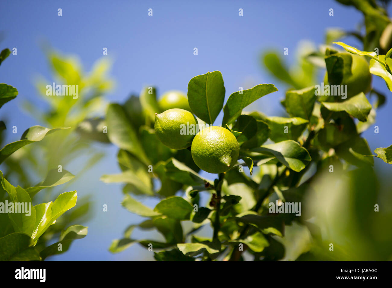 Ripening fruits lemon tree close up shot Stock Photo - Alamy