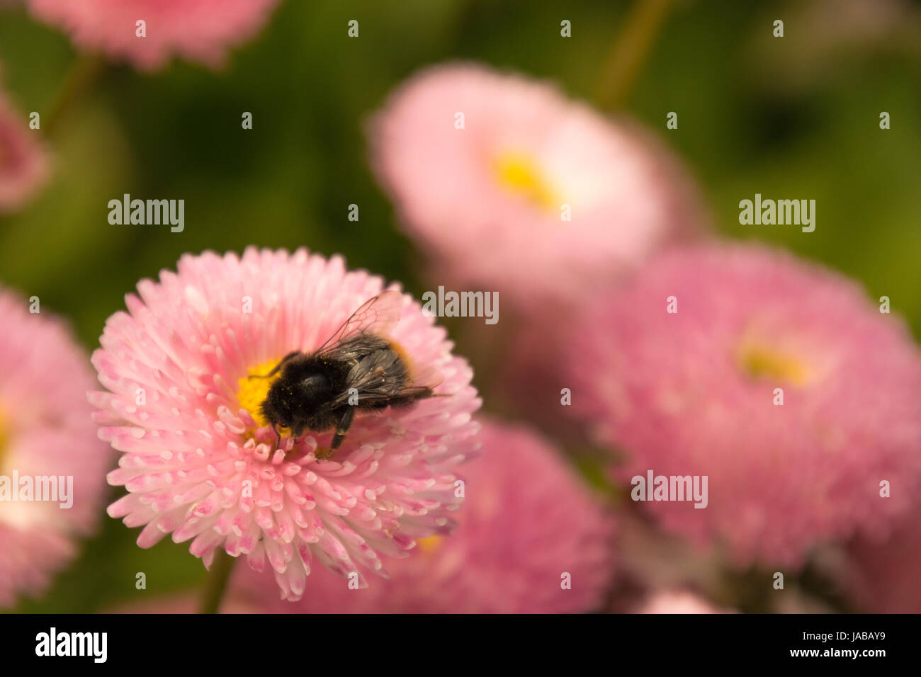 Pink daisy pollinated by bee Stock Photo Alamy