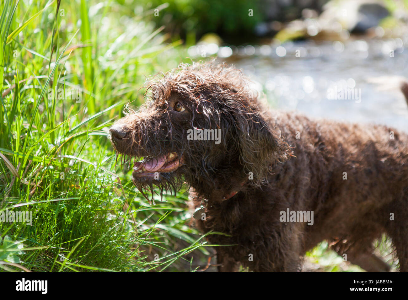 Labradoodle by a stream in late spring, early summer, close up with ...