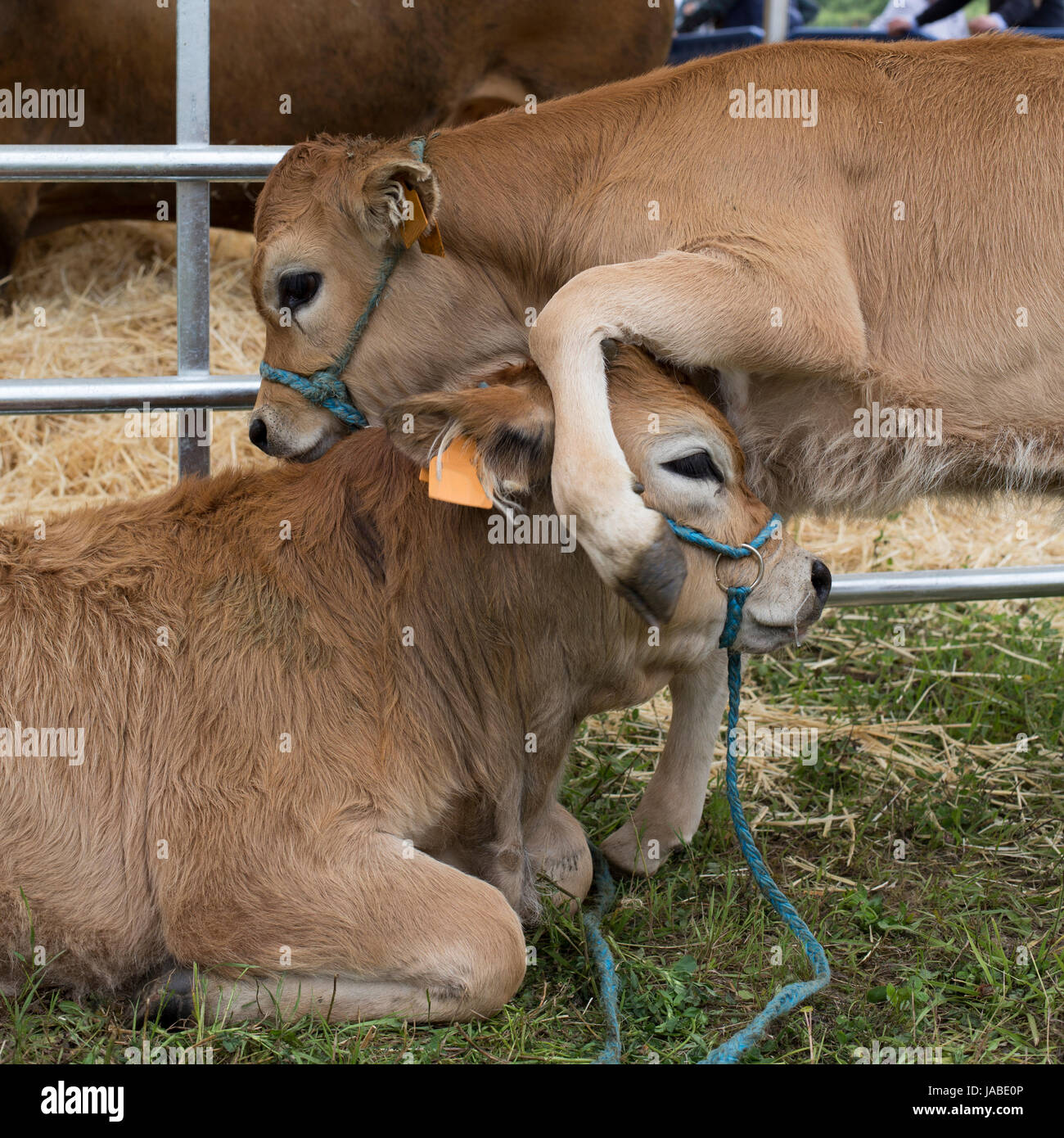 Cow and young calf asturias hi-res stock photography and images - Alamy