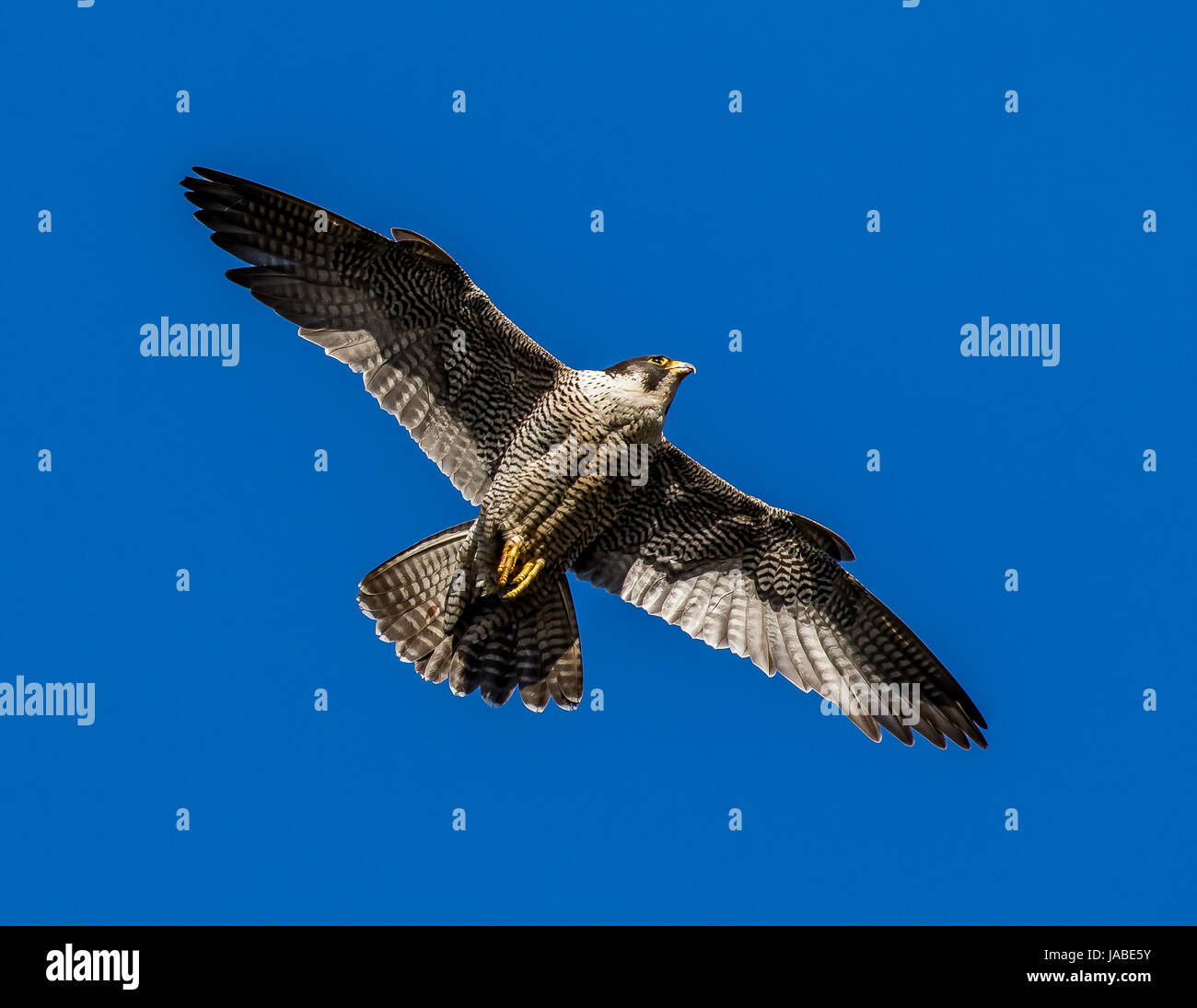 Peregrine Falcon Stock Photo