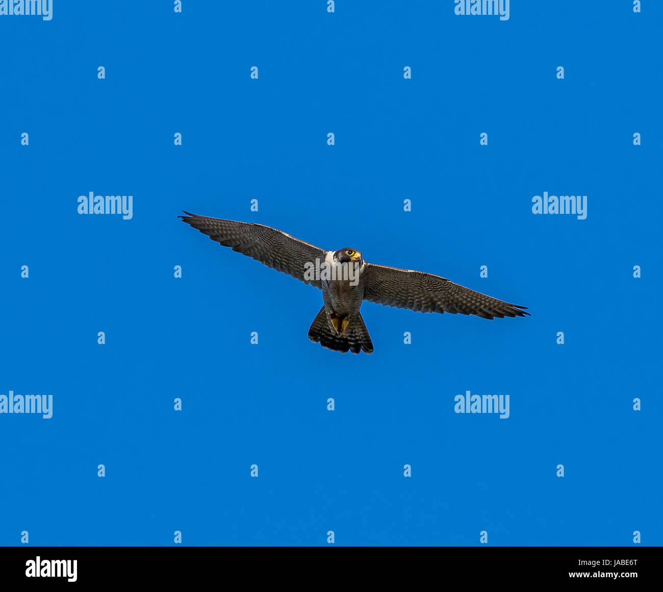 Peregrine Falcon Stock Photo