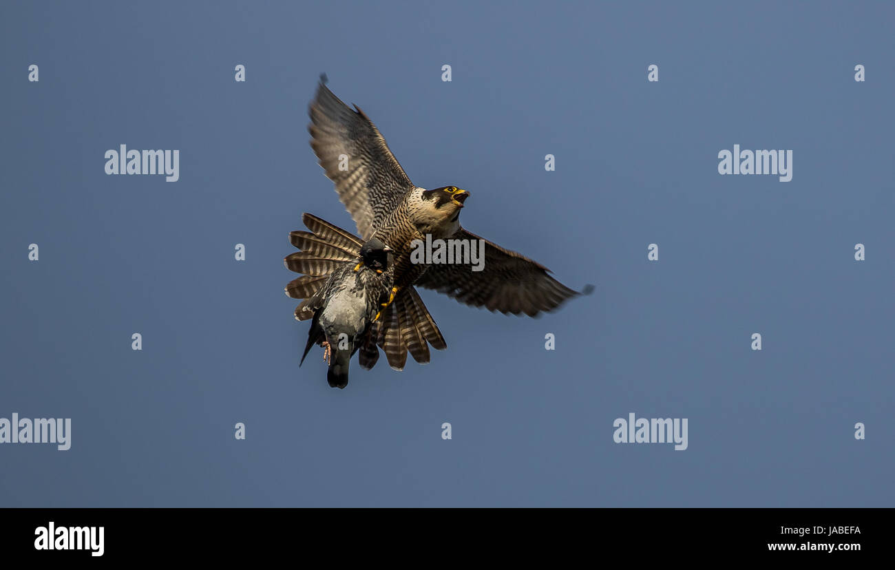 Peregrine Falcon Stock Photo