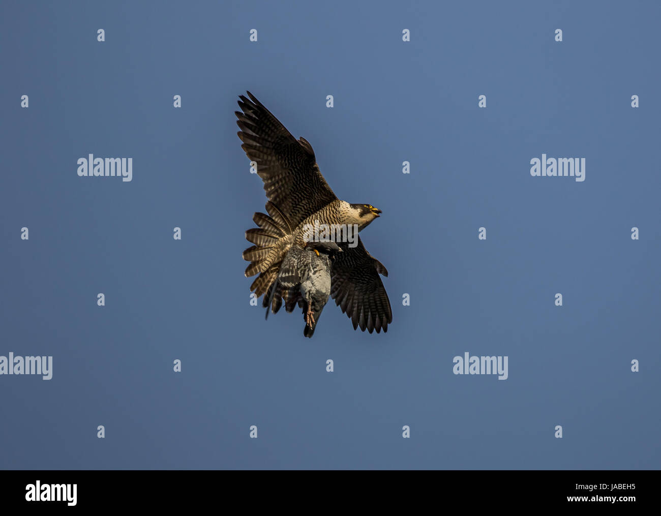 Peregrine Falcon Stock Photo