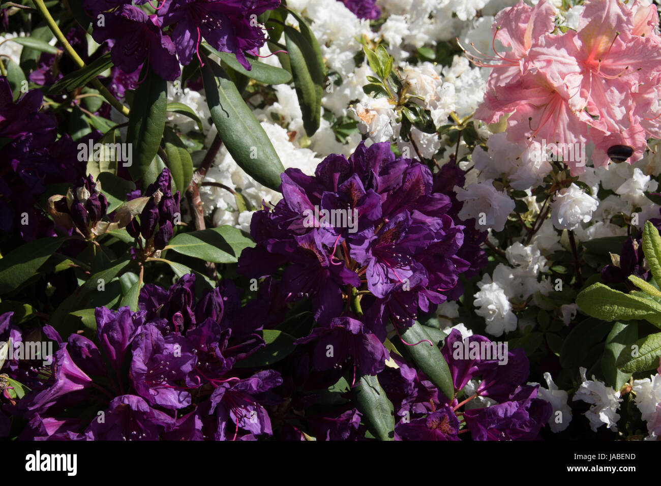 The Deep Purple Flowers Of Rhododendron Marcel Menard Stock Photo Alamy