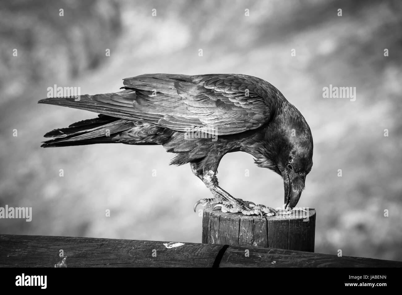 чёрный ворон песня тихий дон. друзья ворон. ворон 1995. пейзаж с воронами. ворон спасение фильм 1999.