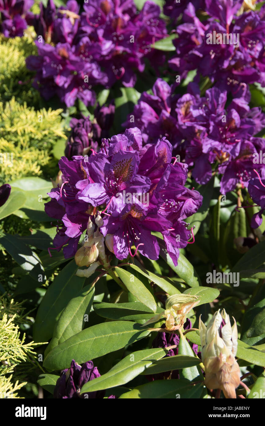 The deep purple flowers of Rhododendron 'Marcel Menard' Stock Photo
