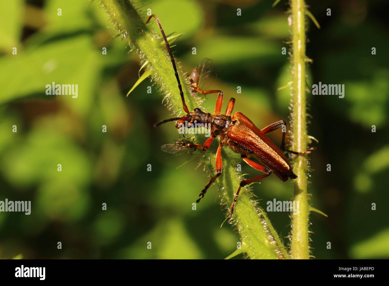 Longhorn Beetle (Stenocorus meridianus) Stock Photo