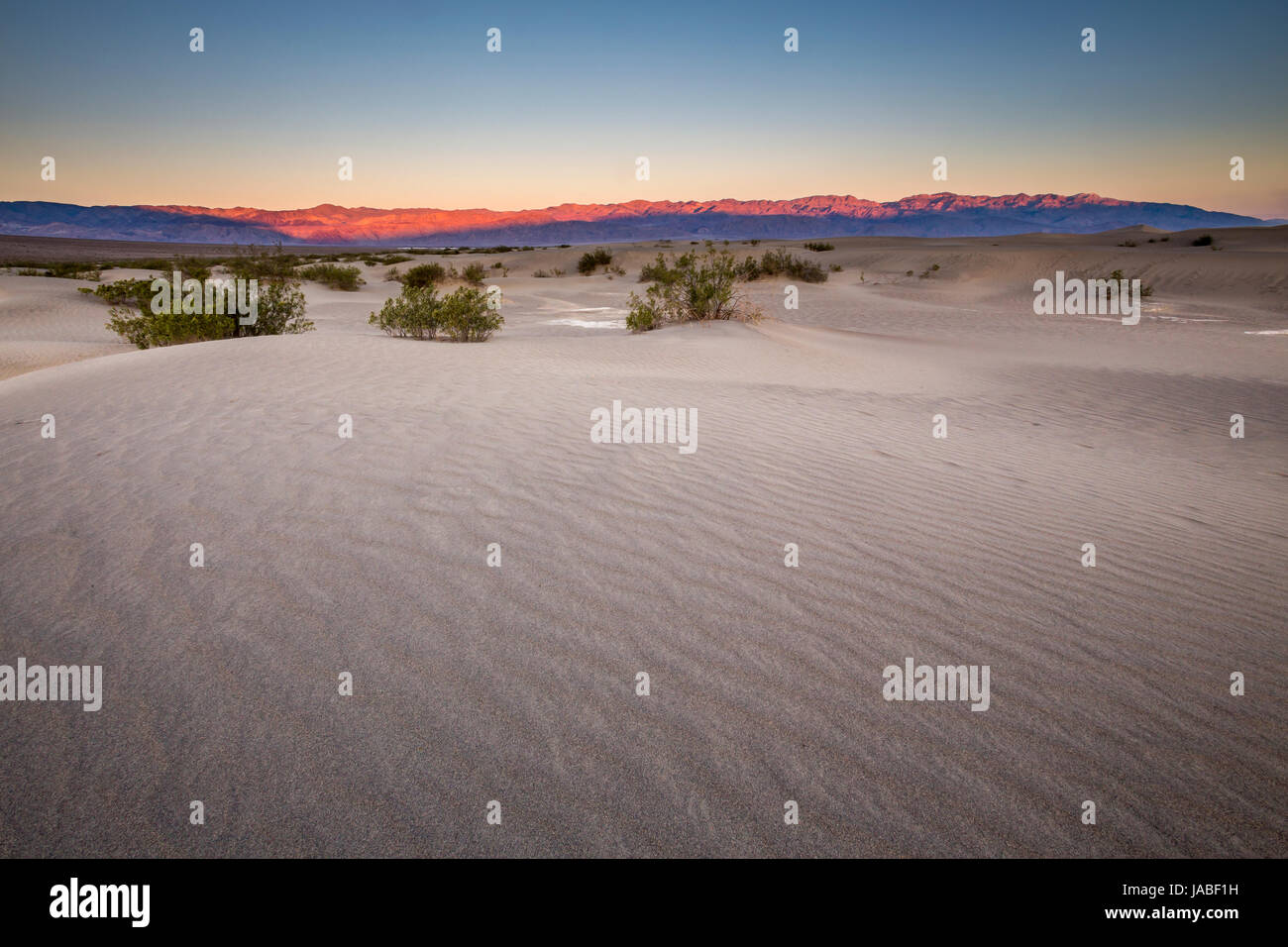 sunrise, Creosote Bushes, Mesquite Flat Sand Dunes, Death Valley National Park, Death Valley, California Stock Photo