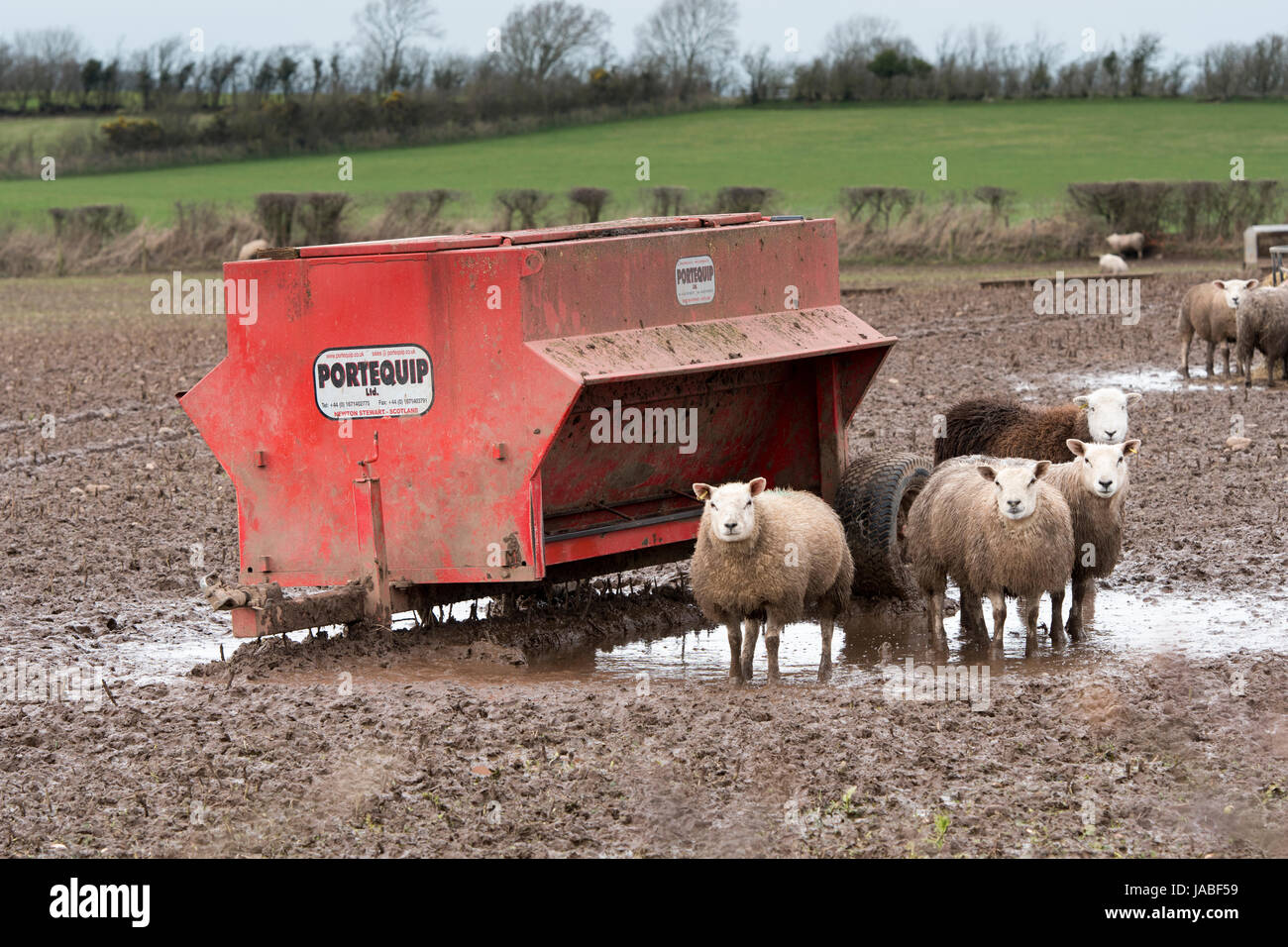Lambs Feeding At A Portable Feeder In A Muddy Field Cumbria Uk
