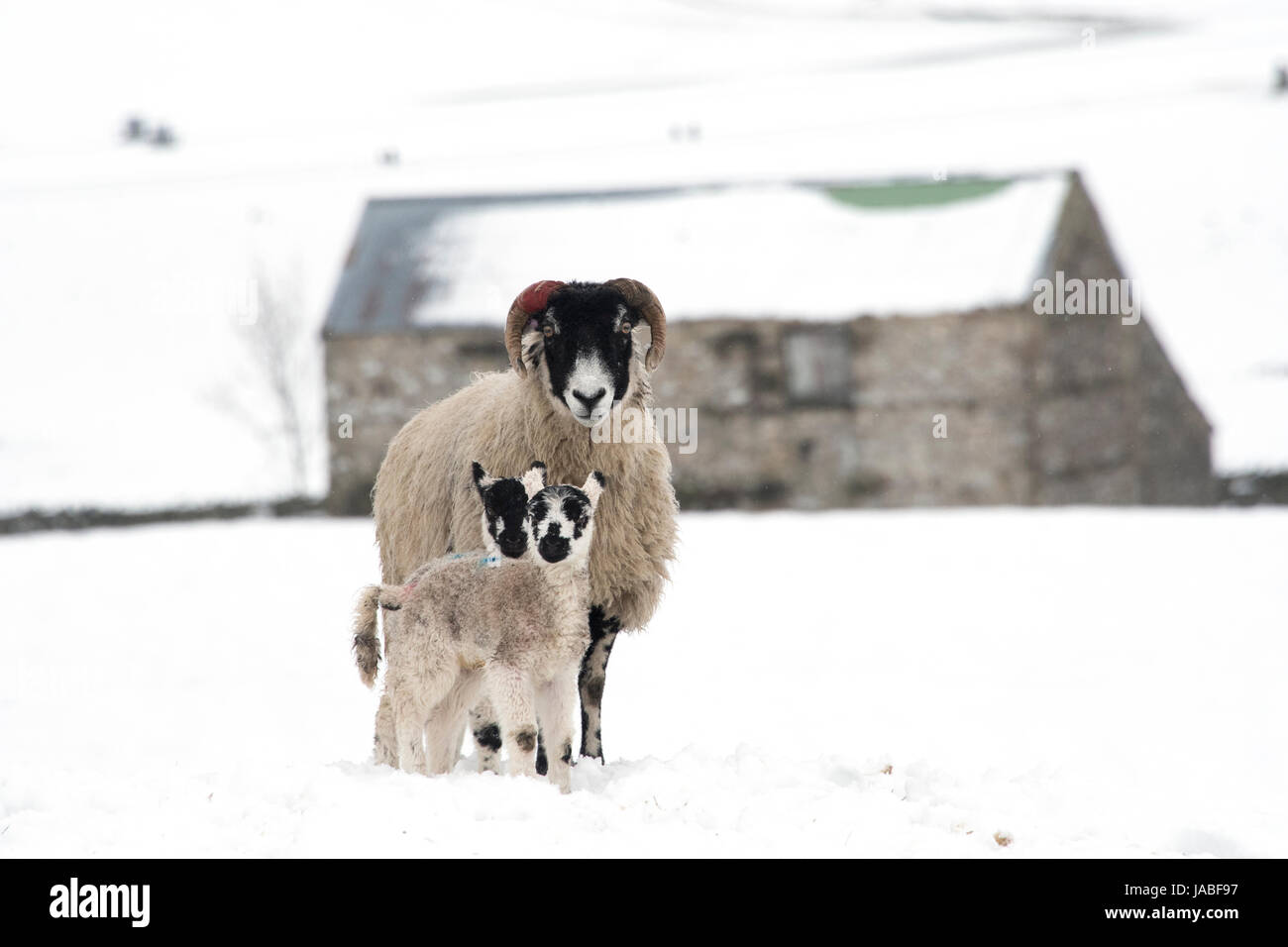 Swaledale ewes with mule lambs in snow Wensleydale. Stock Photo