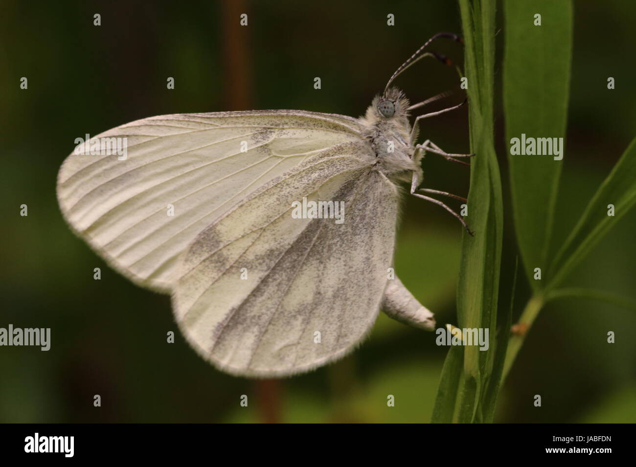 Egg-laying Wood White Butterfly Stock Photo