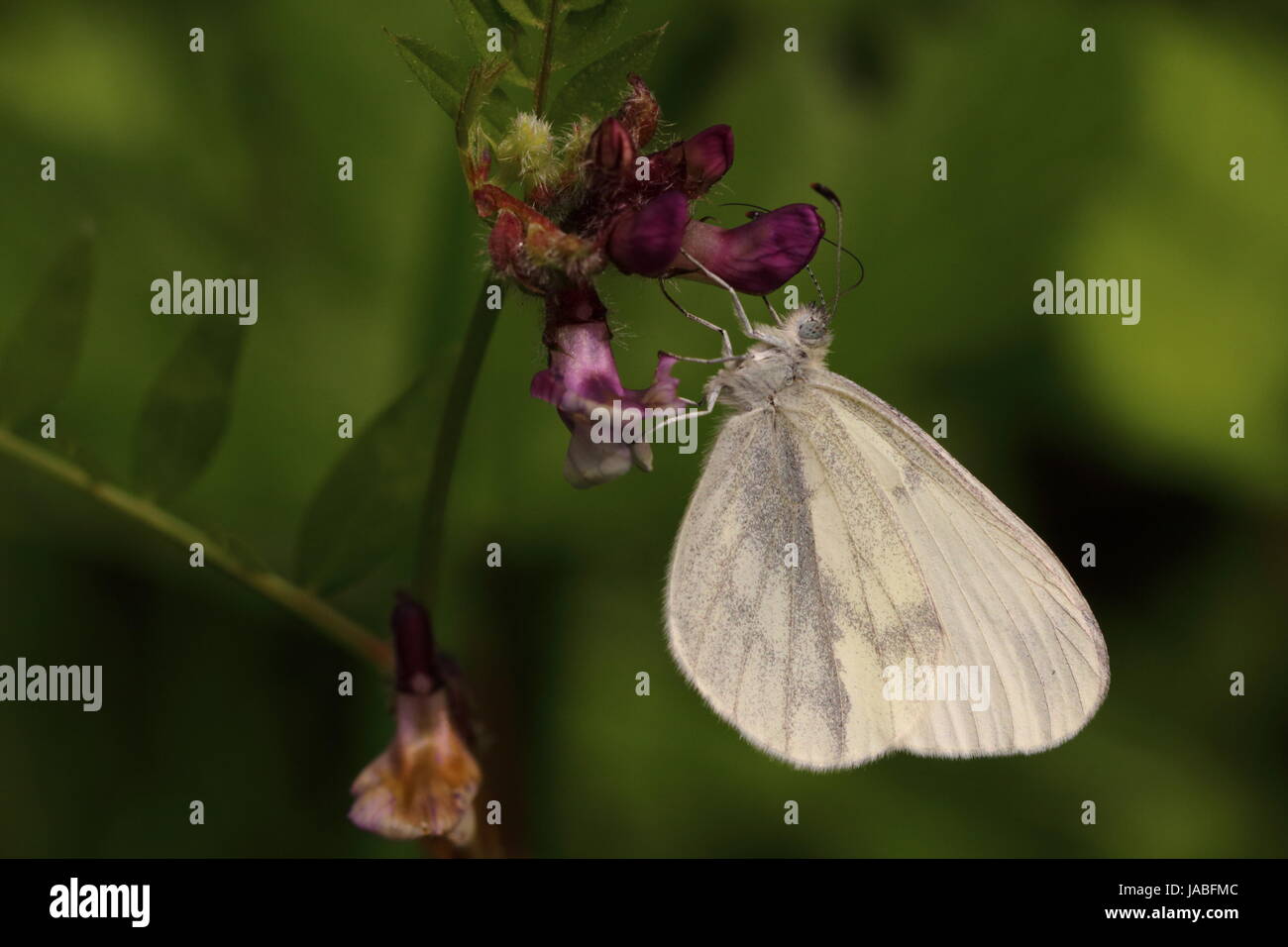 Wood White Butterfly Stock Photo