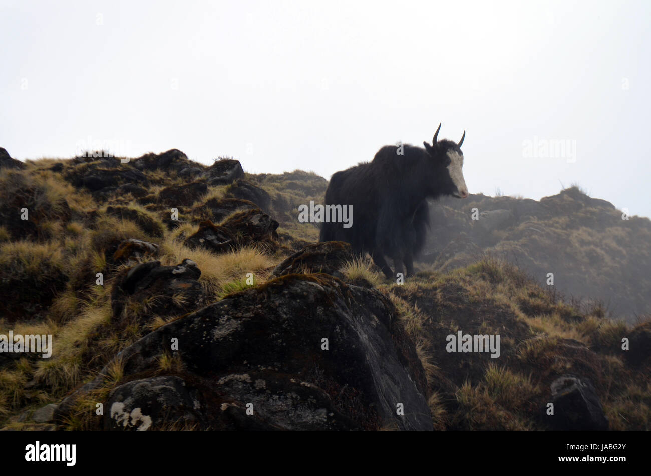 Alone Yak in fog. Himalayan mountains. Nepal Stock Photo