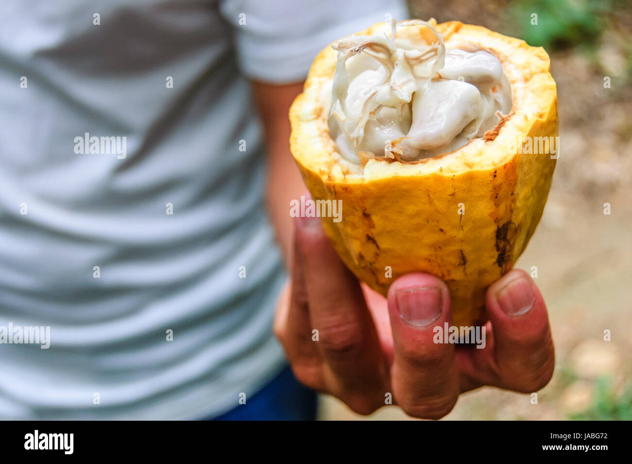 Cacao pod cut open to show cacao beans inside, Guatemala Stock Photo