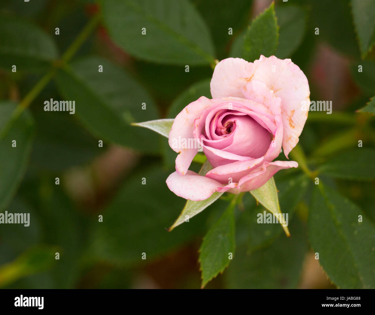 Violet Mist rose, Heirloom Roses, St Paul, Oregon Stock Photo