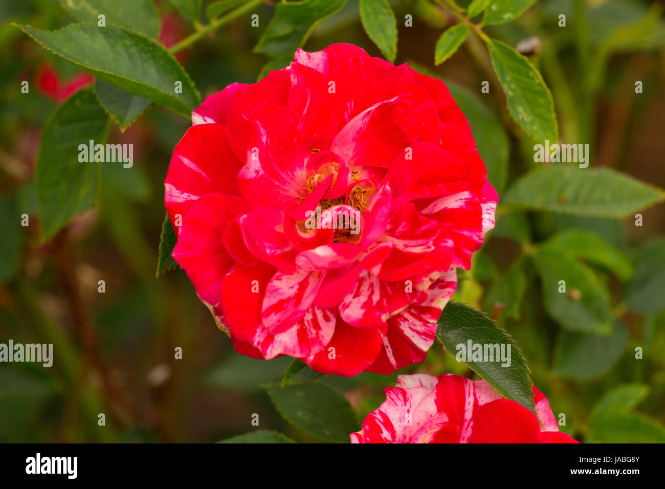 Pinstripe rose, Heirloom Roses, St Paul, Oregon Stock Photo