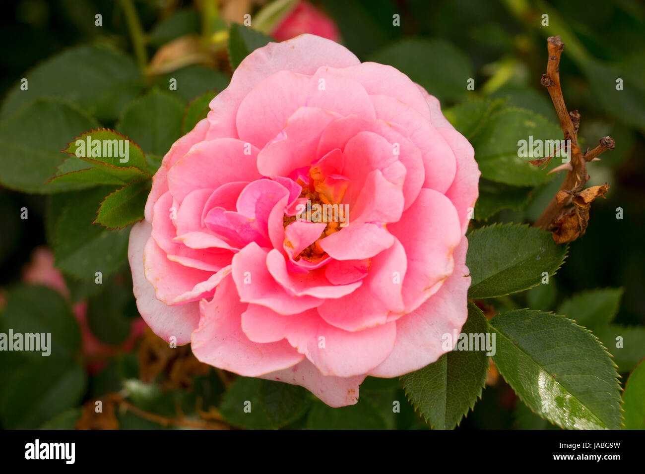 Pretty Polly rose, Heirloom Roses, St Paul, Oregon Stock Photo