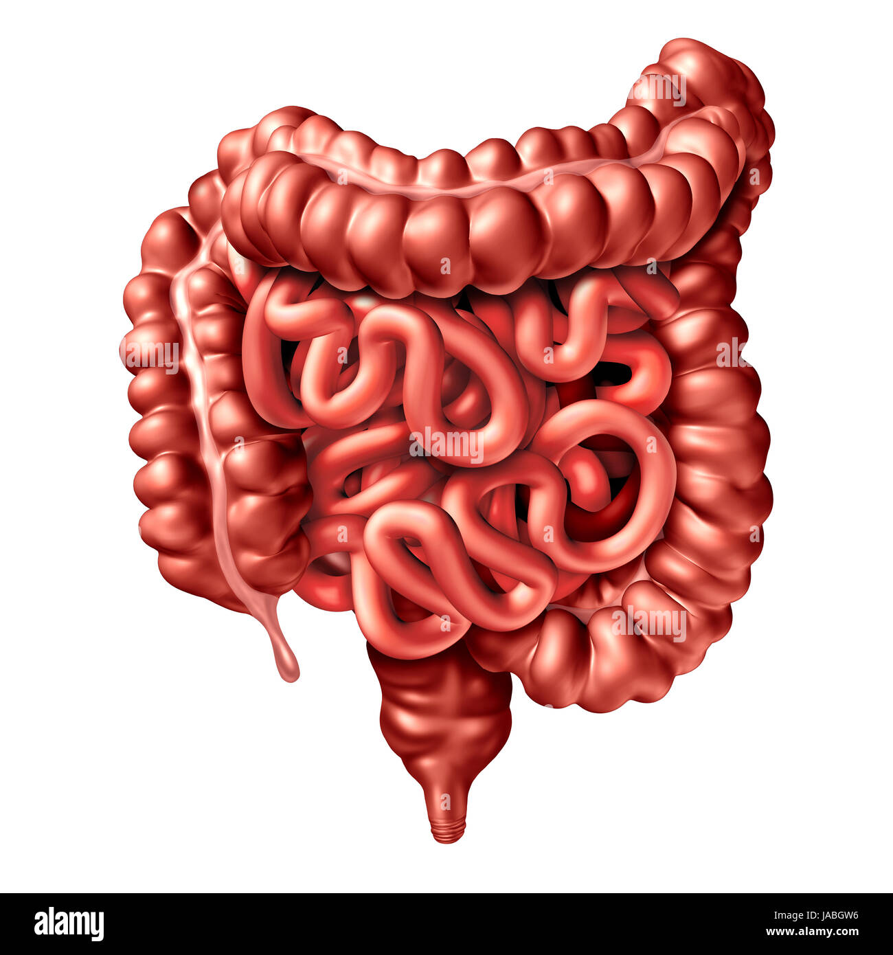 Human Intestine Illustration as a digestive system organ and digestion body part concept with large and small intestines. Stock Photo