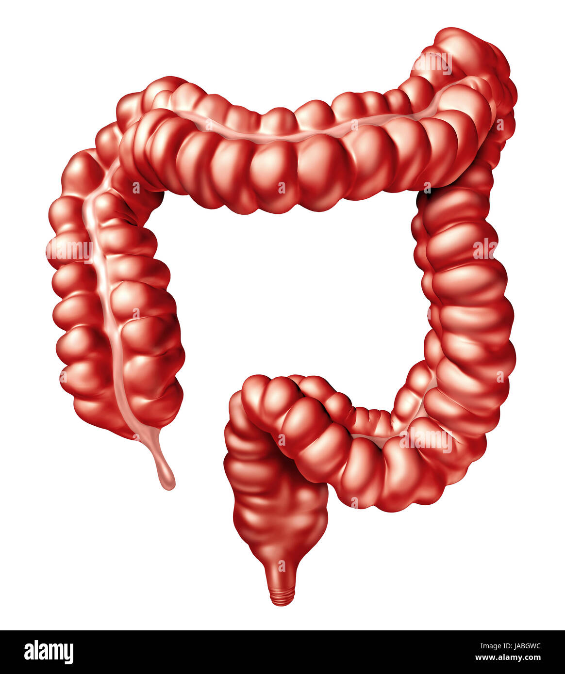 Large intestine or colon human bowel Illustration as a digestive system organ and digestion body part concept with anatomical rectum. Stock Photo