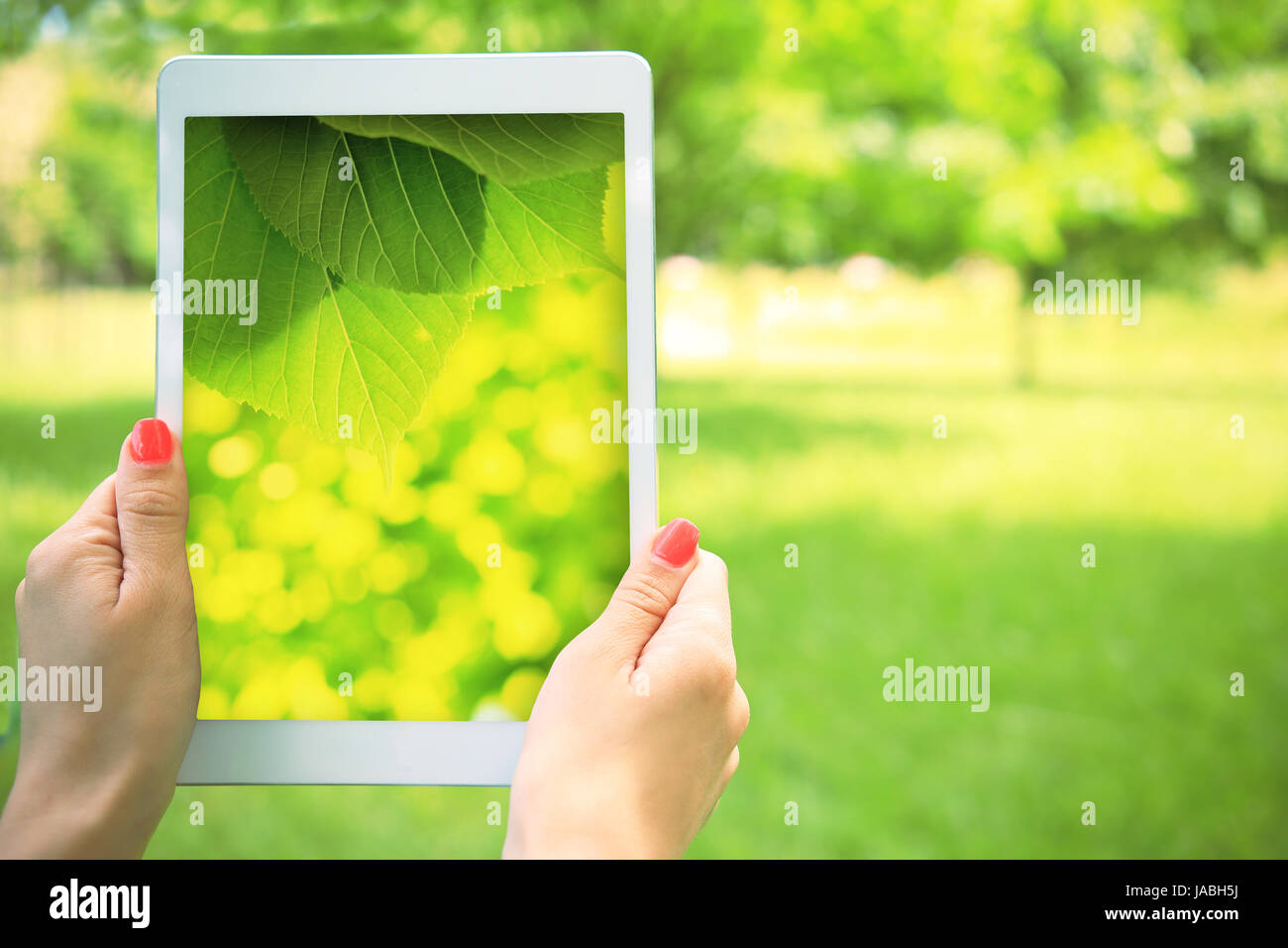 Summer background. White tablet in hand on green nature background. Tablet with vivid green picture on screen in girl hand. Stock Photo