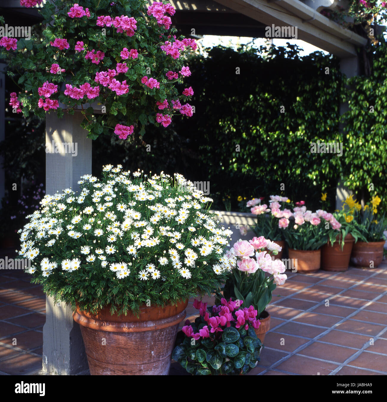 Small courtyard garden with pots of daisies, cyclamen, tulips and pelargoniums, Australia Stock Photo