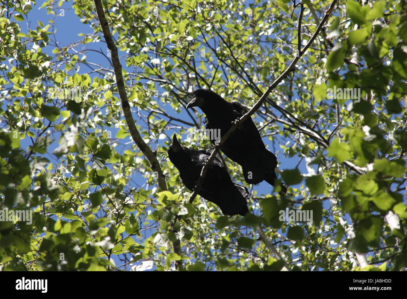 Crows in a tree. Two crows on a branch. High on a tree. Photo for your  design Stock Photo - Alamy