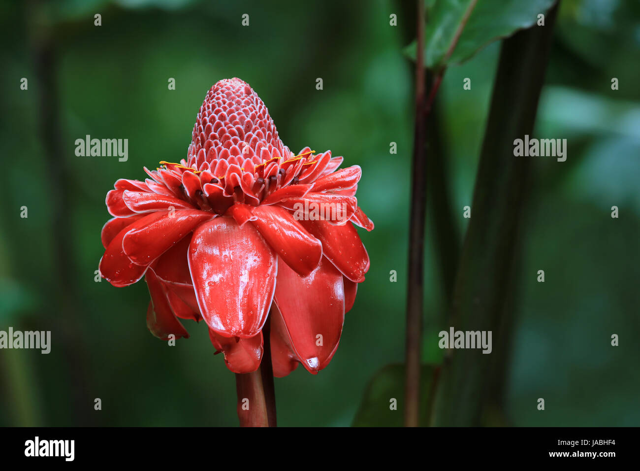 Red torch ginger flower, Hawaii Stock Photo Alamy