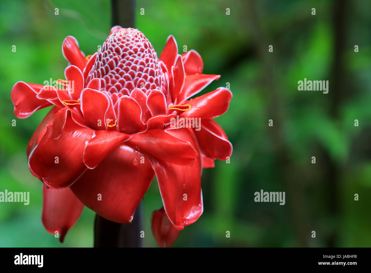 Red torch ginger flower, Hawaii Stock Photo Alamy