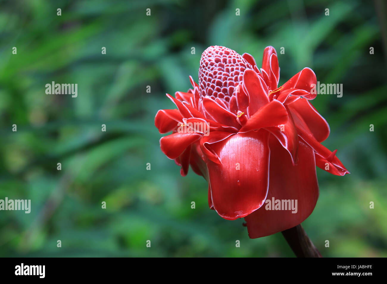 Red torch ginger flower, Hawaii Stock Photo Alamy