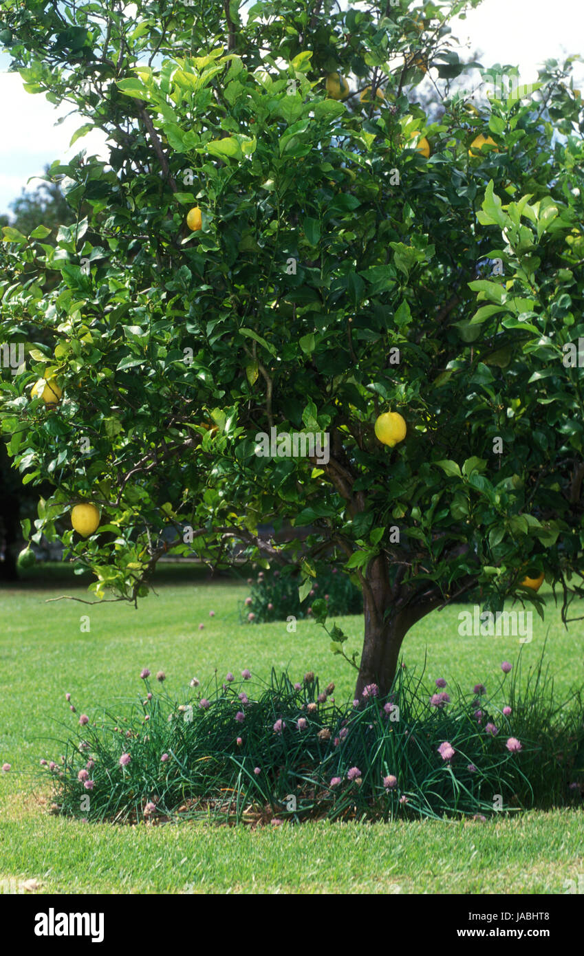 Lemon tree bearing fruit (citrus limon) with chives growing around the base of the trunk. Stock Photo