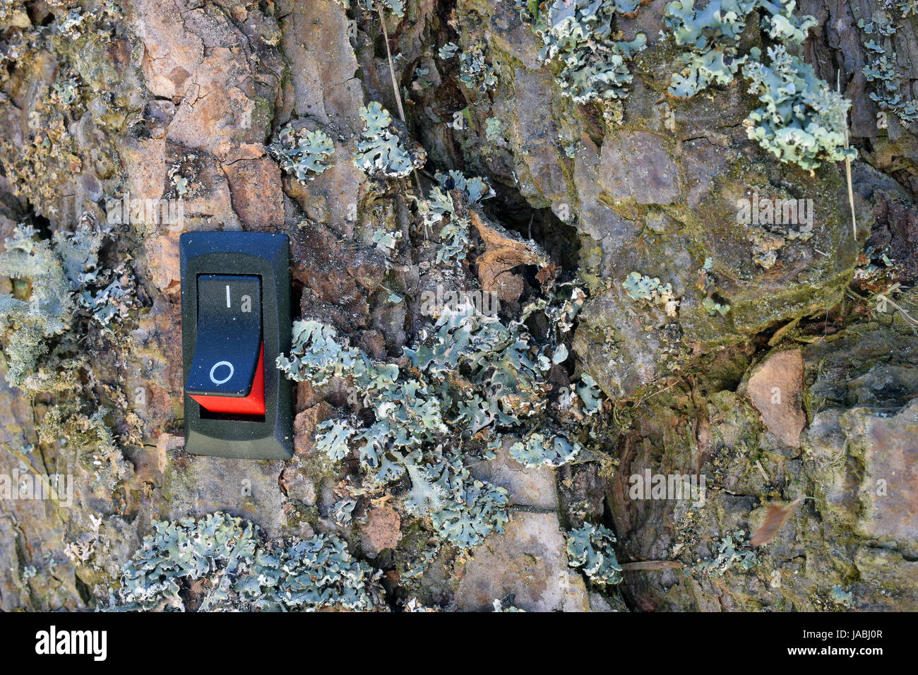 Power switch installed on pine tree. Concept of conservation, green