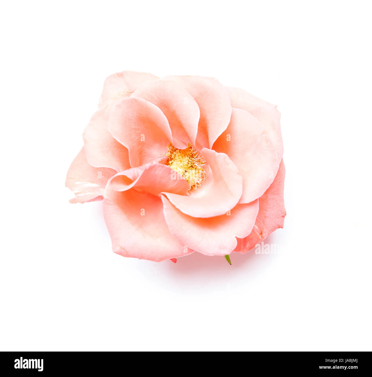 fragile rose isolated on white background Stock Photo Alamy