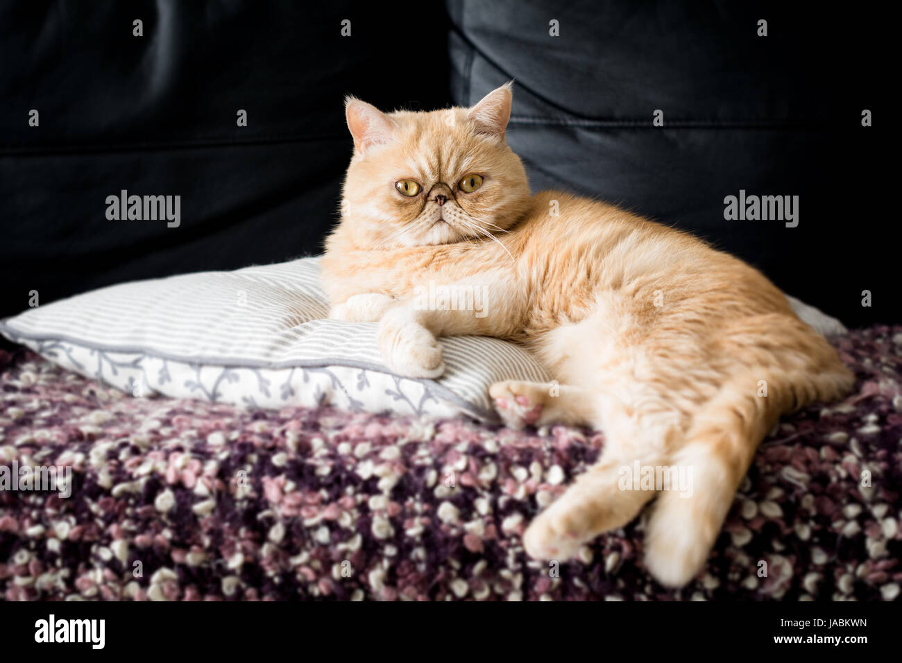 Funny ginger exotic shorthair persian cat sitting on a pillow. Closeup view Stock Photo