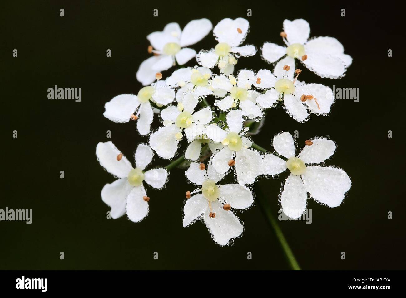 Flowers of Cow Parsley (Anthriscus sylvestris) Stock Photo