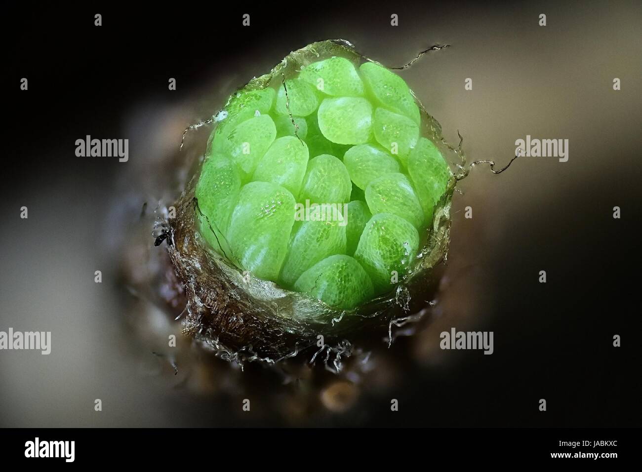 Larch babyneedles, microscope image Stock Photo