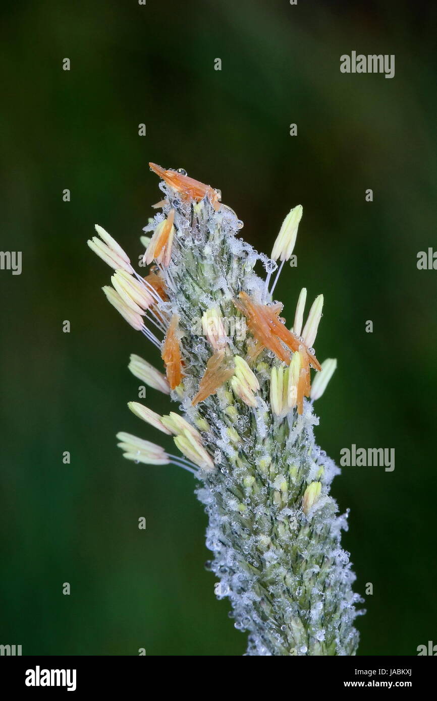 Meadow foxtail (Alopecurus pratensis), highly allergenic grass pollination Stock Photo
