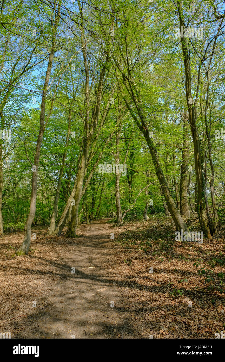Track in the woods of the Essex countryside in springtime on a bright day. Stock Photo