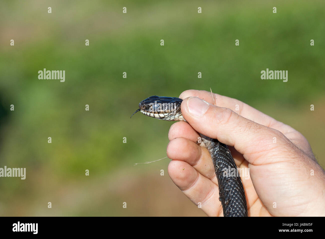 Western Whip Snake Snakes (Hierophis viridiflavus Stock Photo Alamy