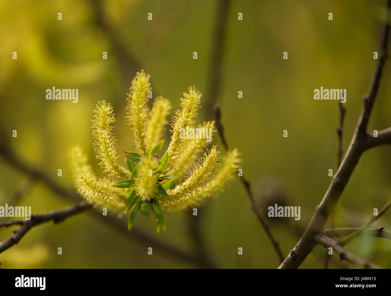 A beautiful closeup of a willow tree branches in spring Stock Photo - Alamy