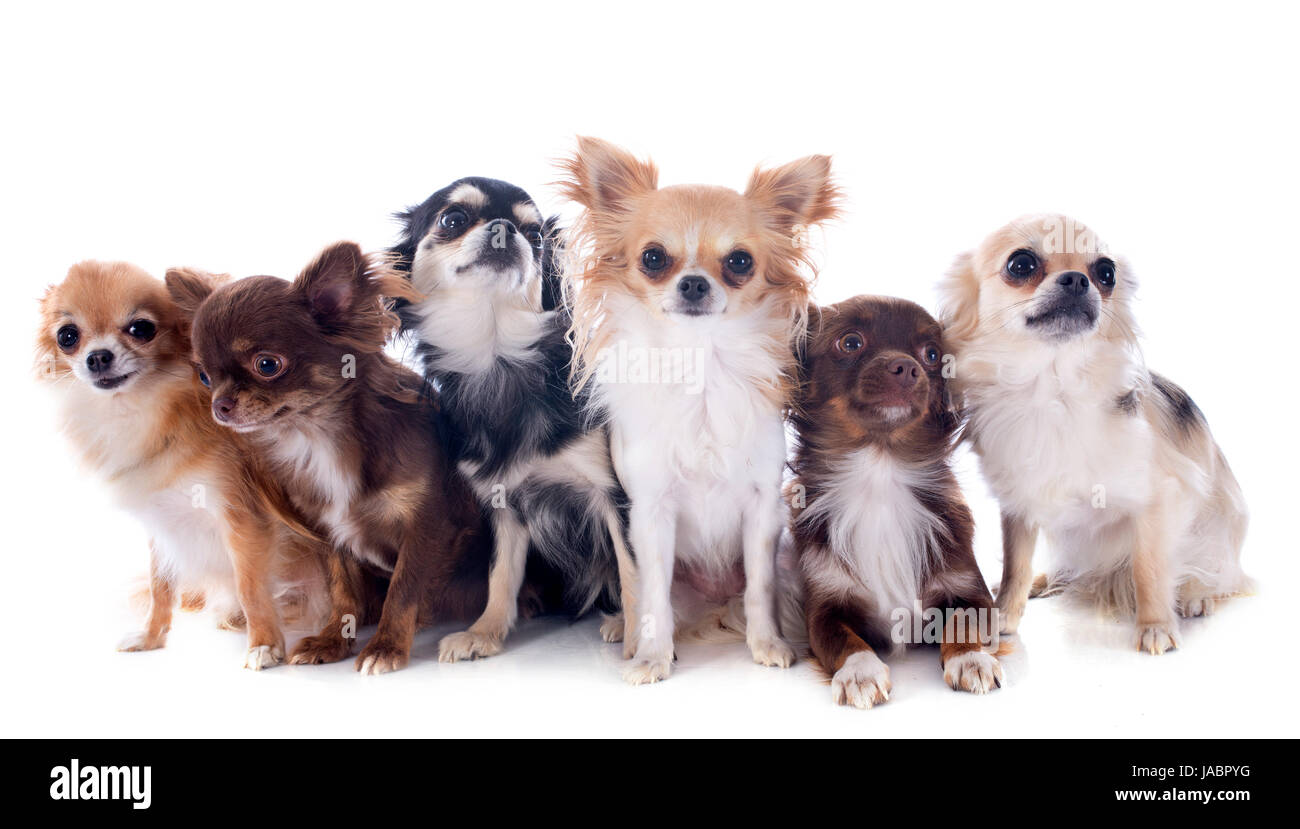 group of chihuahuas in front of white background Stock Photo - Alamy