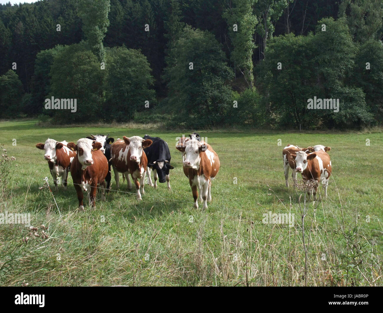 cattle in the eifel Stock Photo - Alamy