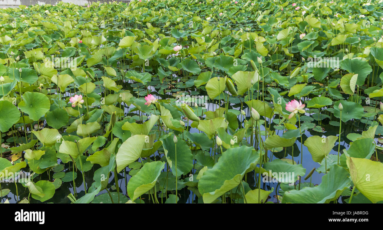 Lotus tree hires stock photography and images Alamy